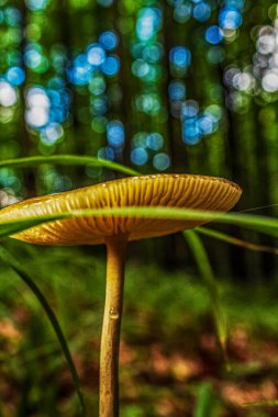 Ormanda mantar. Kapat - kapat.