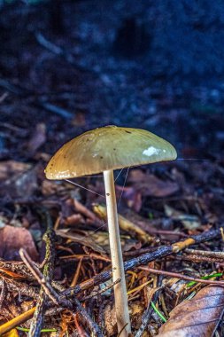 Ormandaki mantarın dikey görüntüsü.