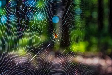 Güneş ışığının altında bulanık arkaplanlı bir örümcek ağına yakın çekim