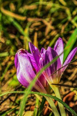 Crocus Çiçekleri, Bahar Çiçekleri