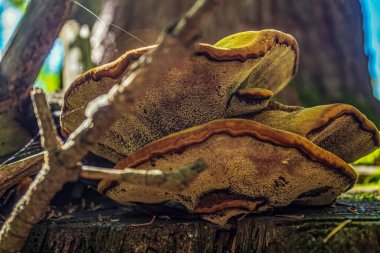 Ormanda büyüyen mantarlar.