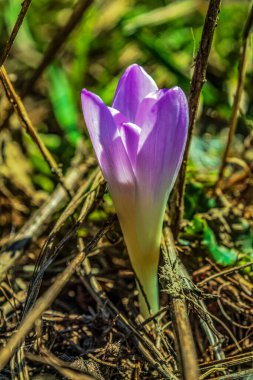 Güneşin arka planında çiçek tomurcukları