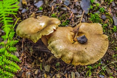 Bir mantara yaklaş.