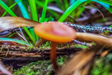 mantar orman yakın çekim