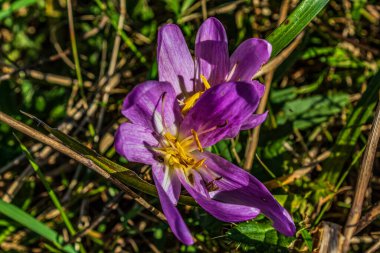 Ormanda güzel çiçekler