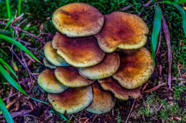 Yeşil çimlerin üzerinde bir grup yabani mantar. sonbahar arkaplanı