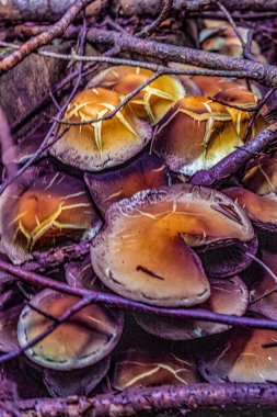 close up mushrooms in the forest