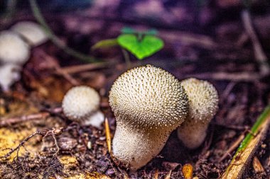 Ormanda mantarların yakın plan çekimi.