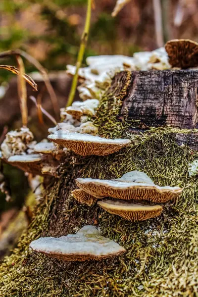 Ormandaki bir kütükte büyüyen mantar.