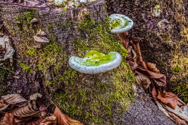 Ormandaki ağaç gövdesinde yeşil yosun