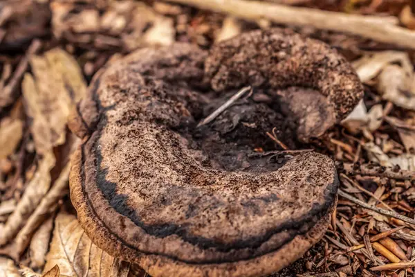 mantar orman yakın çekim