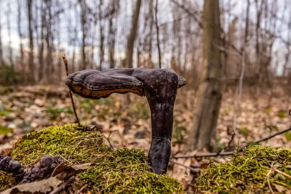 Ormanda yetişen mantar, sonbahar mevsimi.