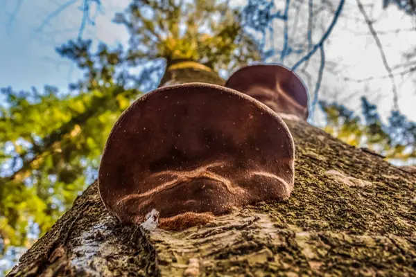 Ormandaki yaşlı kütük..