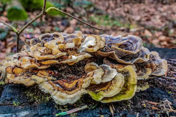Beyaz mantarlı bir ağaç gövdesine yaklaş