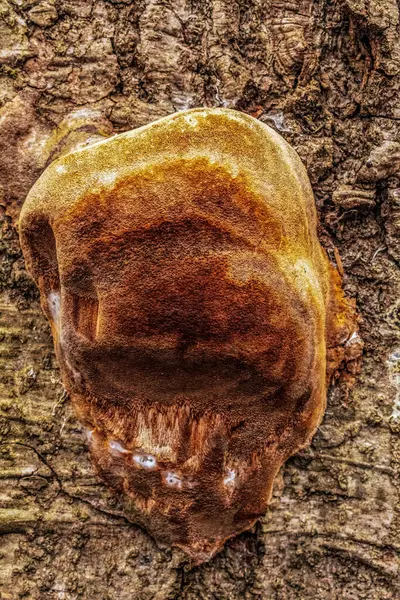 Ağaçtaki mantarın dikey görüntüsü.