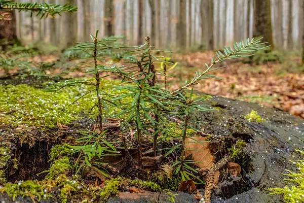 Çam ormanında çam ağacı kütüğü