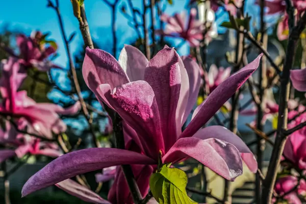 Güzel pembe Manolya çiçek