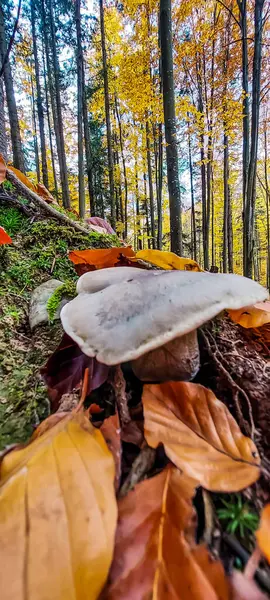 Sonbahar yapraklarında mantar. sonbahar arkaplanı.