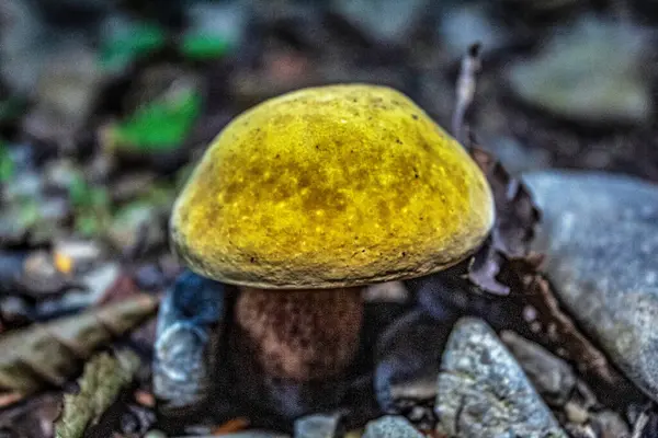 Ormandaki bir mantarın yakın plan çekimi.