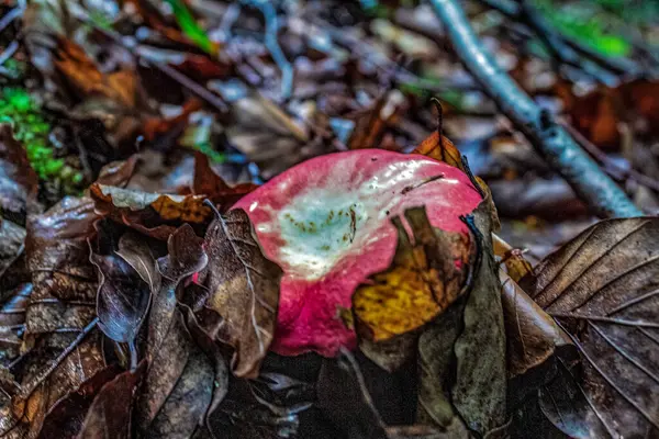 Kırmızı şapkalı bir mantar ve doğal ortamında beyaz bir gül.