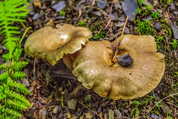 Bir mantara yaklaş.