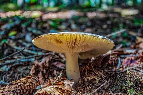 Yazın ormanda mantar yetişiyor.