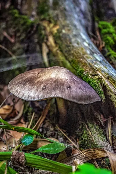 Ormandaki mantar. Yakın görüş.