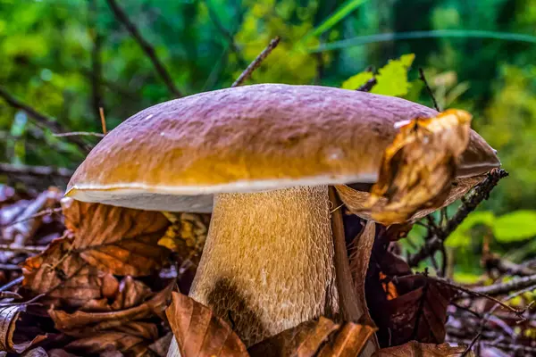 Ormanda büyüyen mantarlar