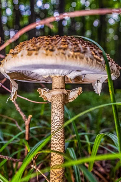 Ormandaki mantar. Kapatın.