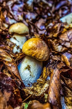 Ormanda sonbahar mantarları.