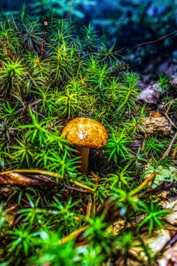 Ormandaki bir mantarın yakın plan çekimi.