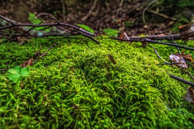 Ormanda yosun ve ağaç dalları