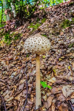Yeşil yosun üzerinde beyaz mantar