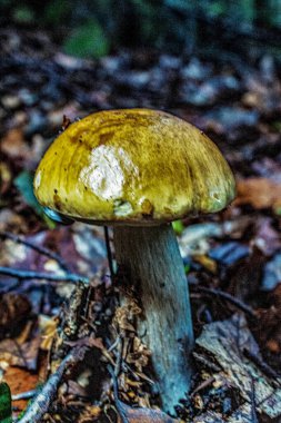 Ormandaki mantarların dikey yakın çekimi.