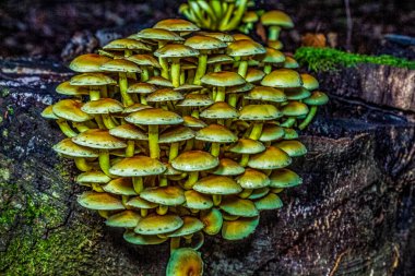 Ormandaki bir ağaç gövdesinde büyüyen mantarların dikey görüntüsü.