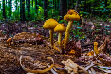 Sonbahar Ormanında Mantarlar