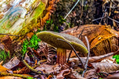 Ormanda büyük yeşil bir mantar.