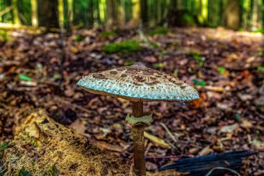 vahşi doğada mantar