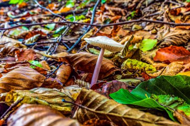 Sonbahar ormanındaki mantarlar