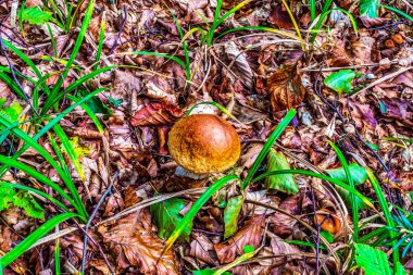 Ormanda sonbahar mantarı