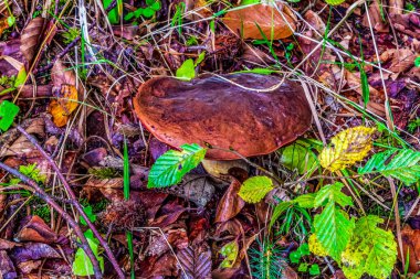 Ormanda kırmızı mantar