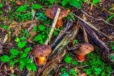 Vahşi mantarlar orman arka planında.
