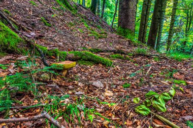 Dağlardaki orman yolu