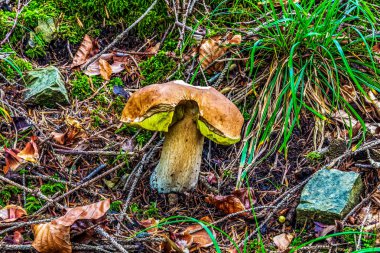 Ormandaki mantar, manzarayı kapat