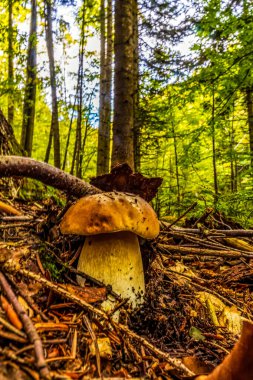 Romanya 'nın dağlarındaki ormandaki güzel bir mantar görüntüsü.