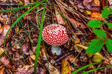 Ormandaki yosunlarda mantar. Ormanda mantar mantarı.