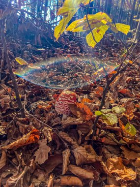 Ağaçlar ve yapraklarla dolu güzel bir sonbahar ormanı