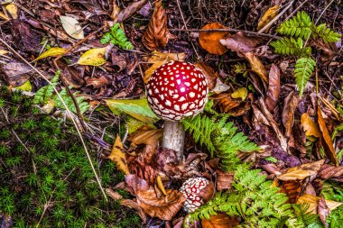 Sonbaharda ormanda mantar