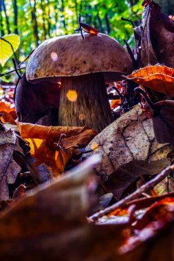 Ormanda mantar. Ağaçta mantar mantarı.