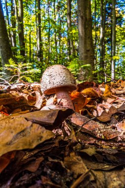 Sonbahar mevsiminde ormandaki mantarlar